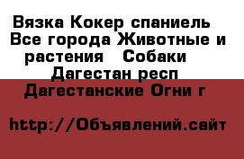 Вязка Кокер спаниель - Все города Животные и растения » Собаки   . Дагестан респ.,Дагестанские Огни г.